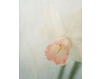 Pink Daffodil Print, Original Flower Photograph, Shabby Chic Wall Art