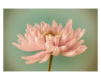 Fine Art Photography, Chrysanthemum Flower Photography, Pink Mint Floral Wall Art Print, Bedroom Decor