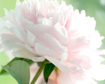 Peony Photograph, Modern Farmhouse Wall Art,  Floral Art Print, Peony Wall Art