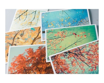 Greeting Card Set with Envelopes, Six Autumn Photo Cards, Tree Photography Note Cards