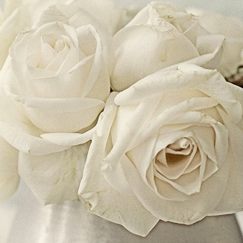 White Rose Print Set of 4 Country Chic Decor French Country Wall Decor Rose Photographs