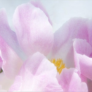Peony Note Card Set of 3 With Envelopes, Blank Card, Floral Greeting ...