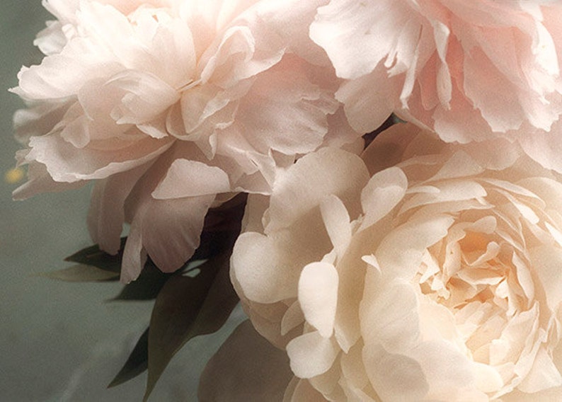 Pastel Peony Art Print, Flower Photography, Bedroom Art, French Country Decor image 3