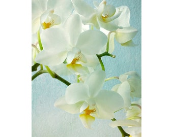 White Orchid Floral Print, Ethereal Flower Photography