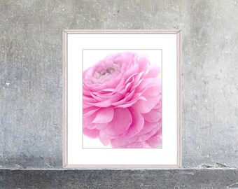 Pink Ranunculus Flower Photograph, Floral Wall Art Print,  Nursery Decor