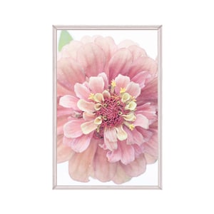Printable Pink Zinnia Floral Print,  Digital Cottagecore Wall Art, Original Photograph