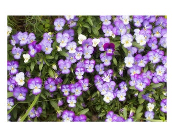 Purple Pansy Art Print,  Flower Photograph