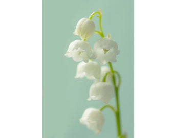 Lily of the Valley Art Print,  Flower Photography,  White Teal Wall Decor,  Floral Art Print