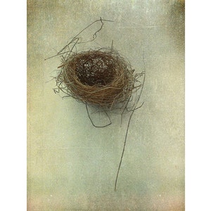 Birds Nest Photograph, Rustic Still Life Print
