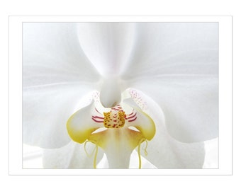 White Orchid, Fine Art Photograph Flower Note Card