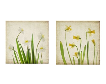 Daffodil Botanical Print Set of 2, Pressed Flower Art, Modern Farmhouse Wall Art