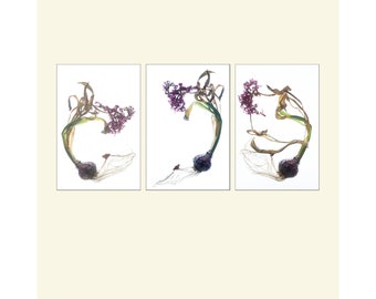 Hyacinth Flower Botanical Print Set of Three, Photo Tryptic