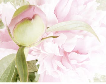 Peony  Flower Photography, Soft Pastel Wall Decor