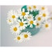 Photographie de marguerite blanche, impression d'art floral, décoration murale turquoise blanche, impression d'art nature morte