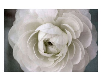 White Ranunculus Print,  French Country Decor,  Flower Wall Art, Flower Photograph