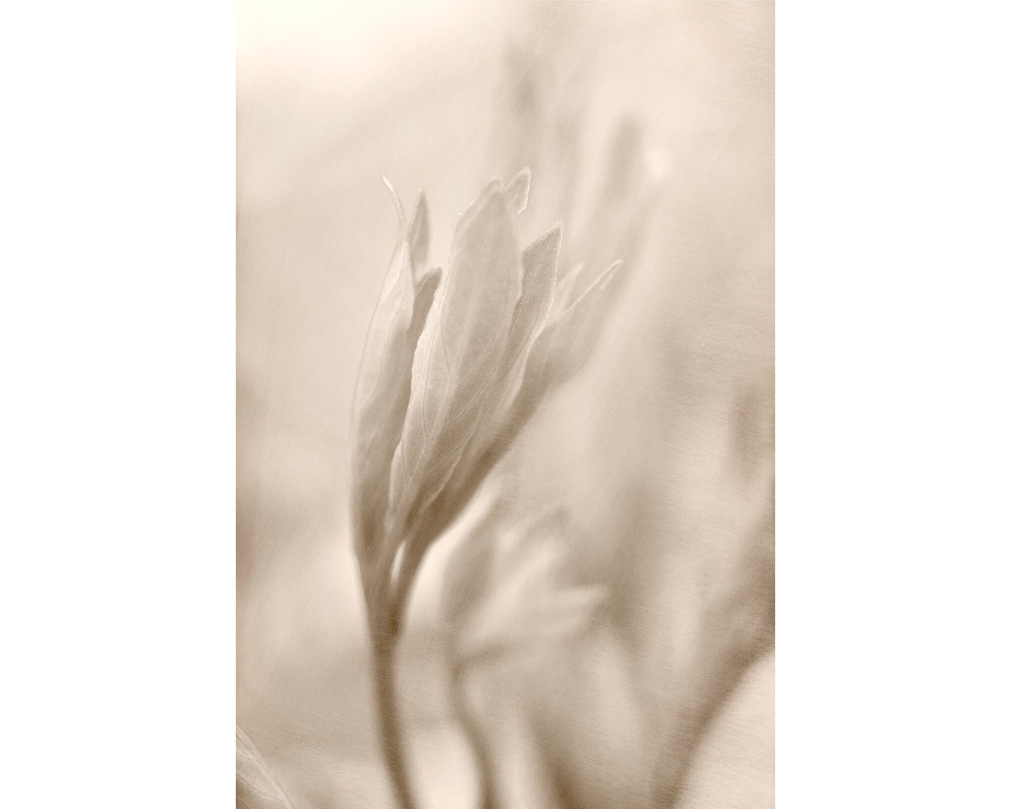 Fotografía de plantas rústicas de color beige arte de follaje | Etsy