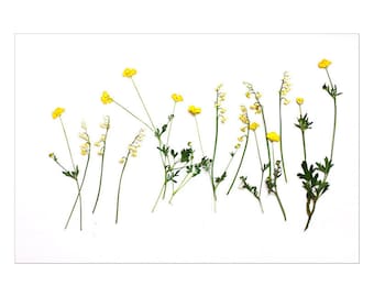 Pressed Flower Botanical Art Print, Buttercup Photograph, Wildflower Wall Art