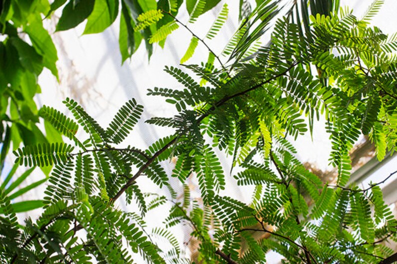 Bright Decor Tropical Leaf Print Green Chartreuse Decor Modern Abstract Print
