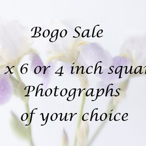 4 x 4 or 4 x 6  Prints, Photographs of Your Choice, Bogo Sale