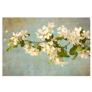 Apple Blossom Print, White Flower Wall Art, Asian Wall Art, Flower Photograph image 1