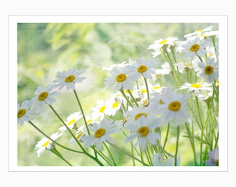 Daisy Flower Blank Photo Greeting Card