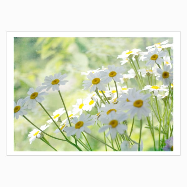 Daisy Flower Blank Photo Greeting Card