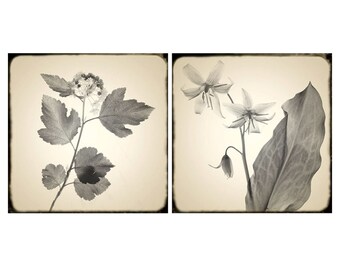 Sepia Photography, Botanical Print Set of 2,  Floral Wall Decor,  Shabby Chic Home, Rustic Wall Art