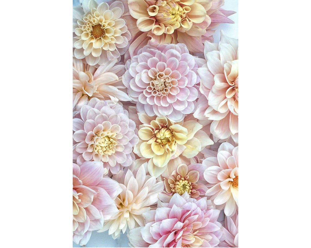 Pink Gold Dahlia Floral Art Print, Original Flower Photography - Etsy