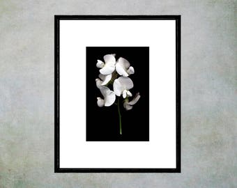 Sweet Pea Floral Art Print, Black and White Flower Photograph, Minimalist Art