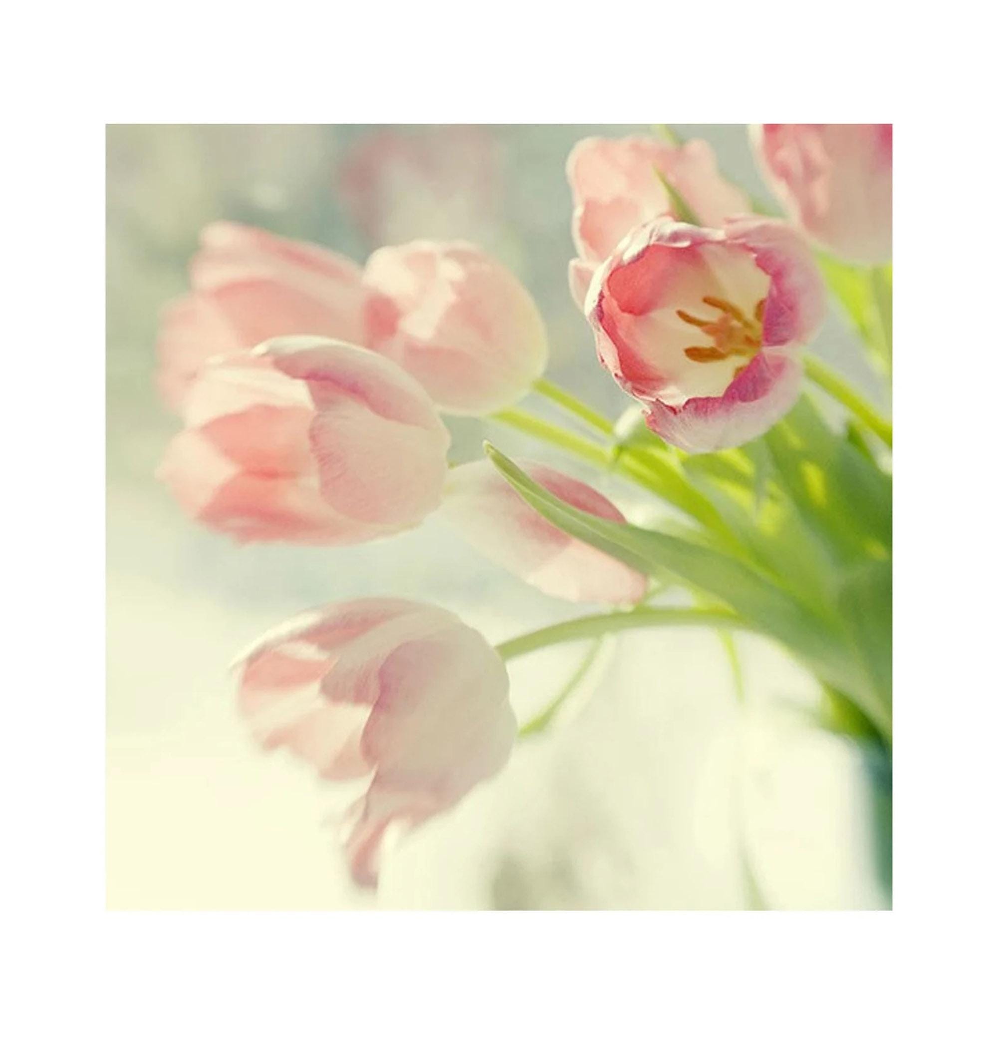 Pink Tulip Flower Photograph, Pastel Vintage Style Wall Art - Etsy, image size:2000x2081