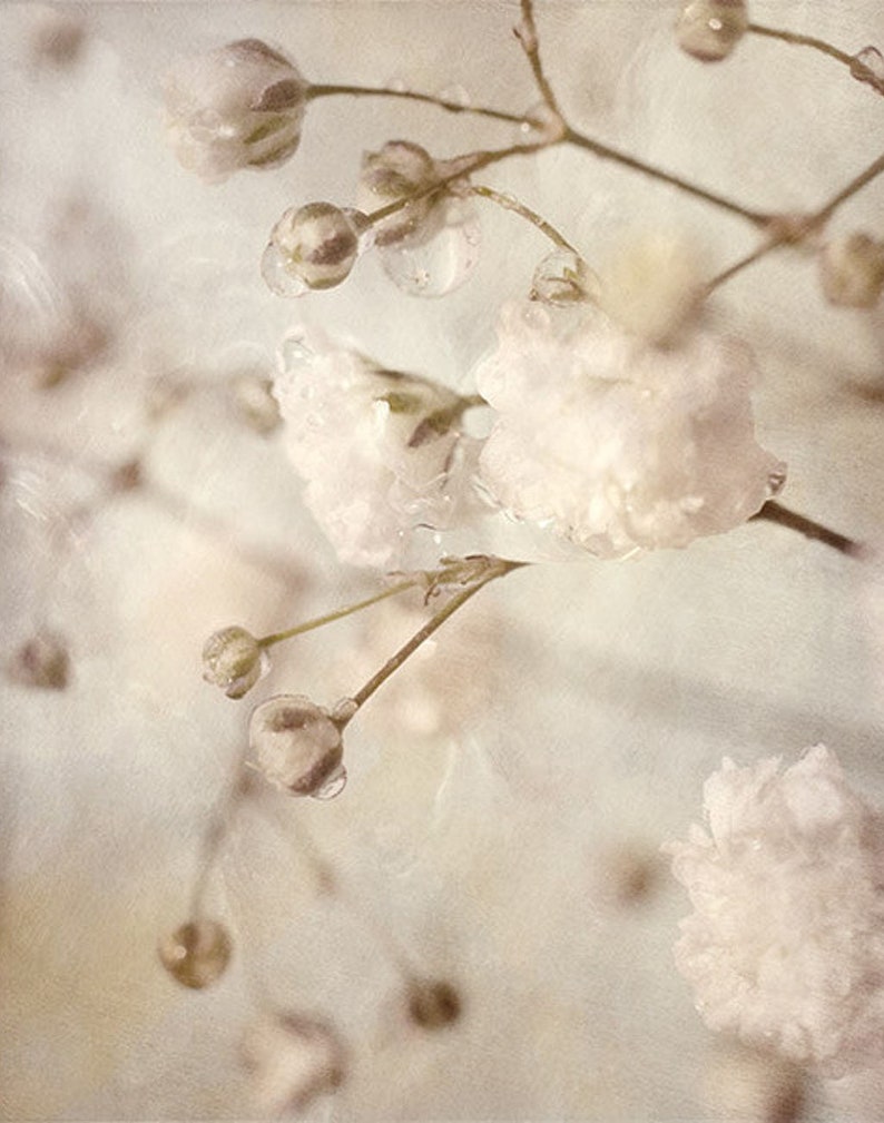 Macro Flower Photograph, Baby's Breath Art, Neutral Decor, Sepia Print, White Flower Photography, image 4