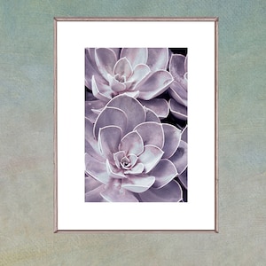 Purple Succulent Print, Plant Print Wall Art, Modern Decor