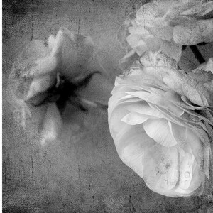 May include: Monochrome image of flowers with multiple petals, set against a textured grey backdrop. The flowers are slightly out of focus, creating a soft, artistic effect. The image has a vintage aesthetic.