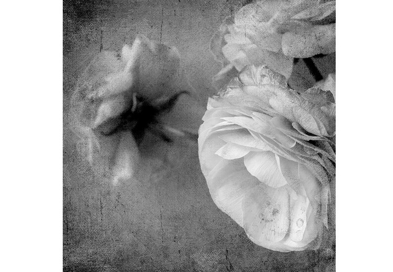 May include: Monochrome image of flowers with multiple petals, set against a textured grey backdrop. The flowers are slightly out of focus, creating a soft, artistic effect. The image has a vintage aesthetic.