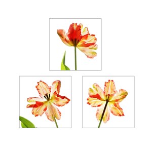 Printable Tulip Print Set of 3, Bright Flower Wall Art - Etsy