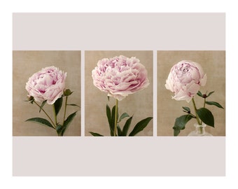 Peony Art Print Set of 3, Contemporary Botanical Art