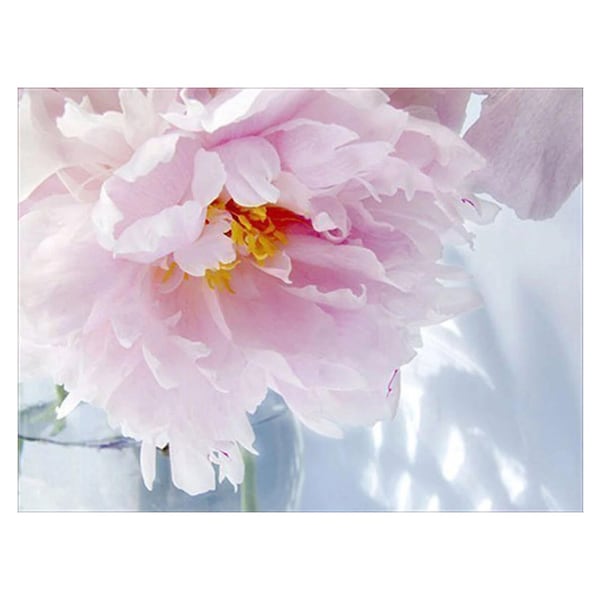 Peony Flower Photograph, Original Art