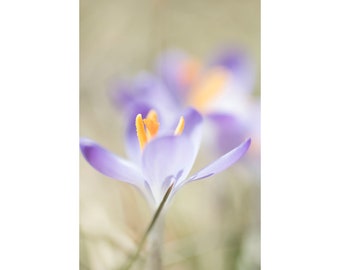 Spring Crocus Photograph, Purple Floral Art Print