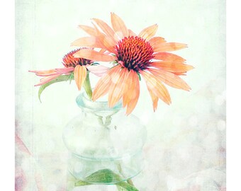 Daisy Fine Art Print,  Floral Wall Art, Apricot Mint Decor,  Flower Photography