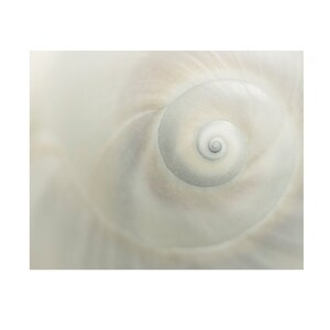 White Seashell Photograph Print, Beach Cottage Wall Art