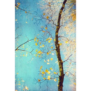 Tree Photograph, Abstract Print, Turquoise Gold Wall Art