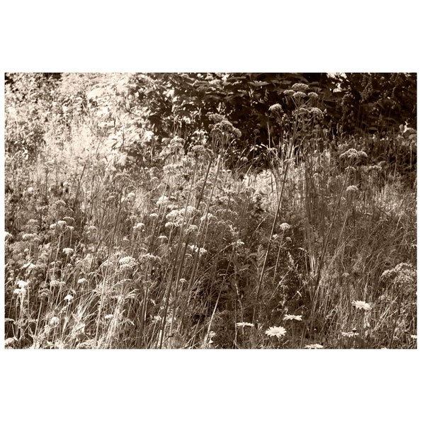 Sepia Meadow Landscape Photograph Art Print