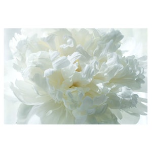 White Peony Wall Art, Flower Photograph