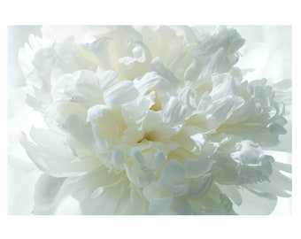 White Peony Wall Art, Peony Flower Photograph