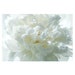 see more listings in the Ethereal Floral section