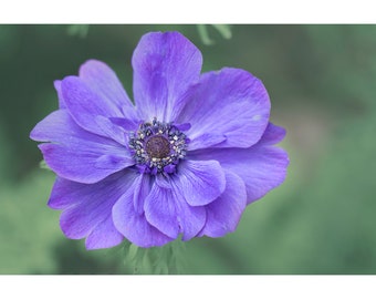 Purple Anemone Flower Print, Purple Floral Wall Art, Flower Photograph