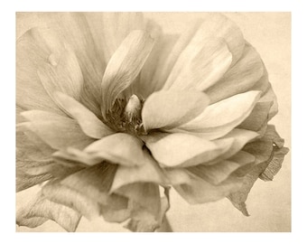 Sepia Print, Ranunculus Flower Photography, Floral Wall Art