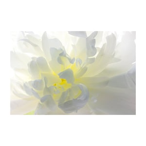 Impression dart pivoine, art mural de pivoine blanche, photographie de pivoine, impression photo macro image 1