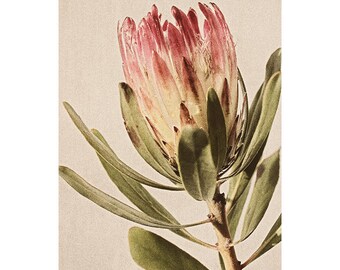 Protea  Minimalist Art, Pink Flower Photograph, Gift for Flower Lover