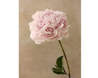 Botanical Art Print: Peony Photograph